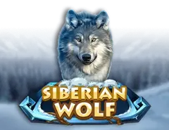Siberian Wolf - Live Casino
